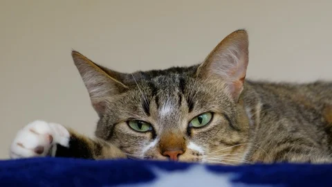 Close up portrait of a tabby cat moving it's ears Video stock 109515612