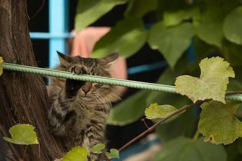 A close-up portrait of a tabby cat resting among green foliage. Stock Photos