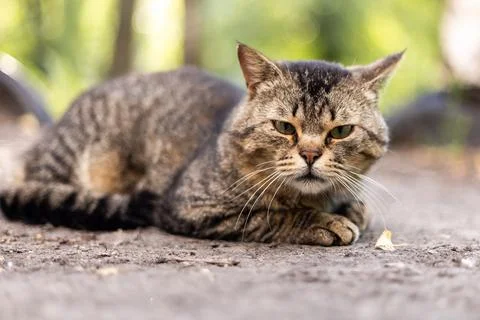 Close-up portrait of a tabby cat resting outdoors on the ground Stock Photos