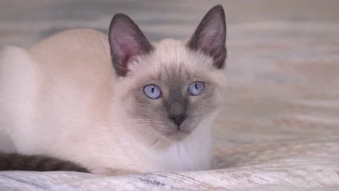 Close-up portrait of a Thai or Siamese kitten. Stock Footage 185055824