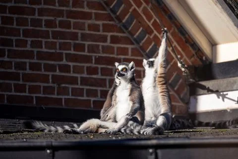 A close up portrait of three ring tailed lemurs sitting on a roof in the su.. Stock Photos