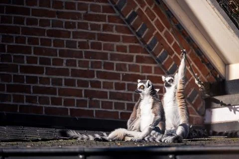 A close up portrait of three ring tailed lemurs sitting on a roof. One anim.. Stock Photos