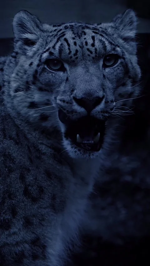 Close up of portrait of a tiger Stock Footage 275173219