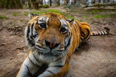 Close up portrait of a tiger Stock Photos
