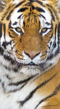 Close up portrait of a tiger Stock Photos