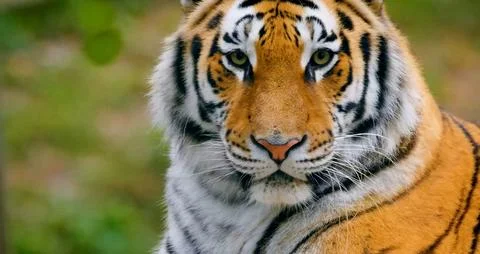 A close-up portrait of a tiger Stock Photos