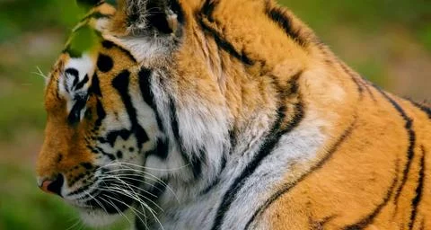 A close-up portrait of a tiger Foto stock