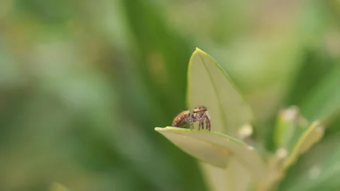 CLOSE UP, PORTRAIT: Tiny jumping spider gazing ahead on the edge of green leaf Stock Footage 287134002