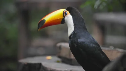 Close up portrait of a toco toucan showing its large orange beak in captivity Video stock 345032162