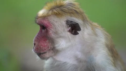 Close-Up Portrait of a Toque Macaque Sitting on Tree Branch in the Wild Stock Footage 310719632