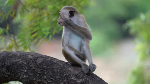 Close-Up Portrait of a Toque Macaque Sitting on Tree Branch in the Wild Stock Footage 310719634