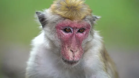 Close-Up Portrait of a Toque Macaque Sitting on Tree Branch in the Wild Video stock 310719636