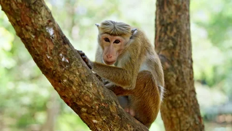 Close Portrait of Toque Macaque on Tree Trunk Sri Lanka Stock Footage 341408402