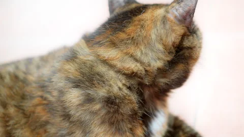 Close-Up Portrait of a Tortoiseshell Cat with Green Eyes and Unique Fur Pattern  Stock Footage 315355802