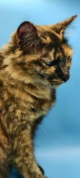 Close-up portrait of a tortoiseshell cat Foto stock