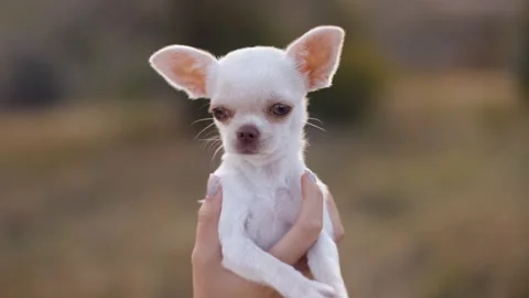 Close-up portrait of a trembling white cute chihuahua dog Stock Footage 236559209