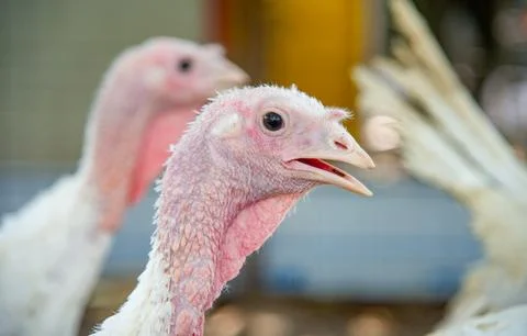 Close-up portrait of a turkey Stock Photos