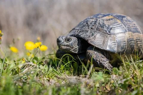 Close-up portrait of a Turtle or Testudines walking on the grass with yellow Stock Photos