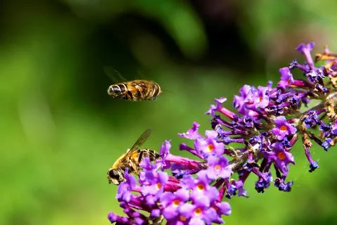 A close up portrait of two bees. One is sitting on the purple flowers of a br Stock Photos