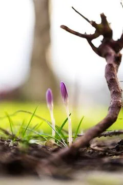 A close up portrait of two closed small purple crocus flowers standing in t.. Stock Photos