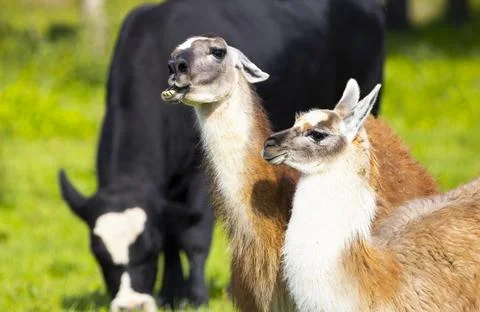 Close up portrait of two cute friendly Alpacas, Wildlife,Funny Animals Smille Stock Photos