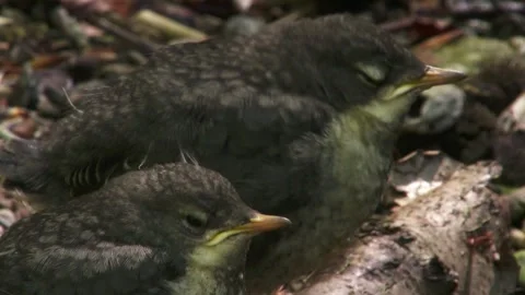 Close-up portrait of two juvenile dippers side by side 스톡 동영상 321000973