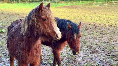 Close up portrait of two muddy brown horses Vidéo 332765715