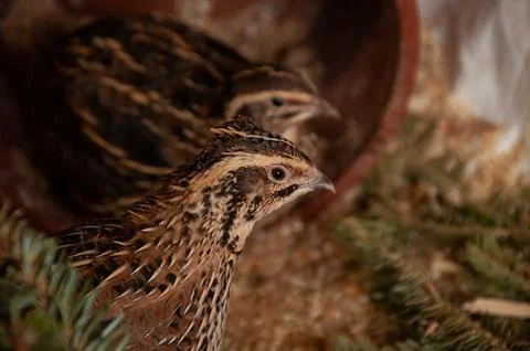 A close-up portrait of two quails in a rustic, indoor enclosure Stock Photos