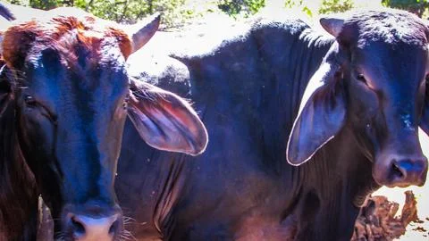 A close-up portrait of two robust dark-coated cattle under bright natural l.. Stock Photos