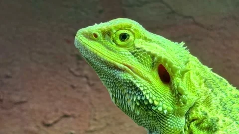 Close-up portrait view of a Central bearded dragon reptile lizard aka Inland Stock Footage 335160741