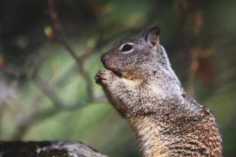 Close-up portrait view of grey squirrel in Yosemite national Park, California Foto stock