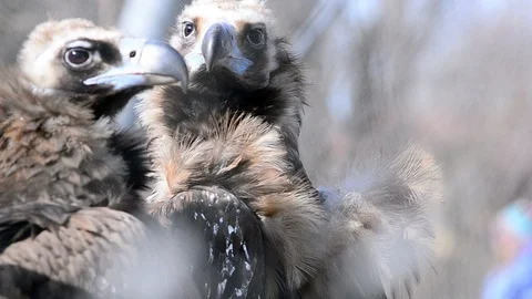 Close portrait of vultures Stock Footage 89134013