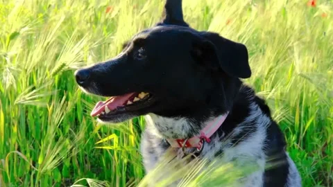Close up portrait of white and black dog sitting in the green grass barley wheat Vidéo 155492301