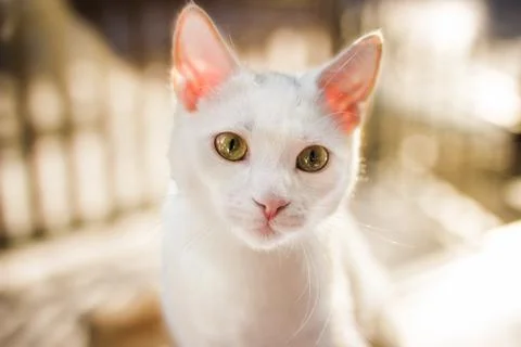 Close-Up portrait of a white cat Stock Photos