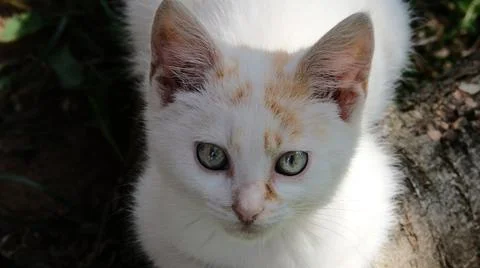 Close-up portrait of a white cat Stock Photos