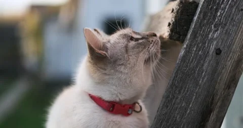 Close up portrait of a white cat with red collar looking into the distance, 4k Stock Footage 142816520