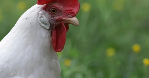Close Up Portrait White Chicken Vídeo Stock 89556177