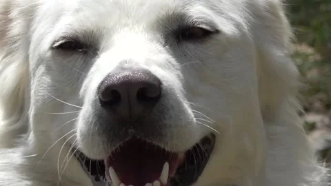 Close portrait of a white dog, half-breed crossbreed Maremma sheepdog and wol Stock Footage 131591003