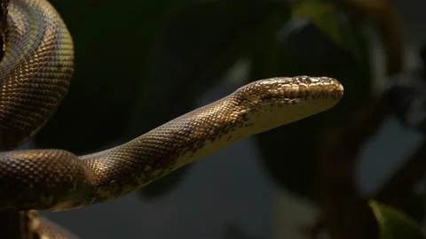 Close-up portrait of a White-eyed python (Liasis mackloti savuensis). Stock Footage 166249617