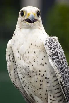 Close-up portrait of a white falcon Foto stock