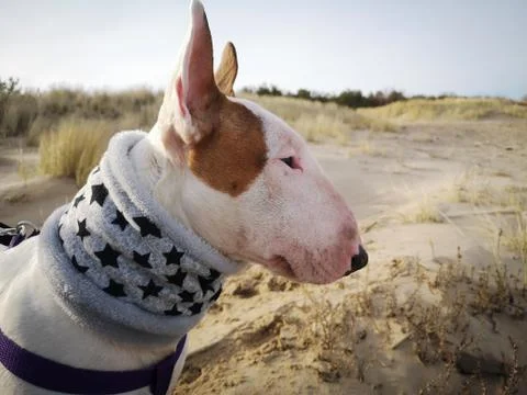 Close up portrait of white ginger spotted English bull terrier bullterrier on Stock Photos