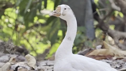 Close up portrait of a white goose standing outdoors Vidéo 346532166