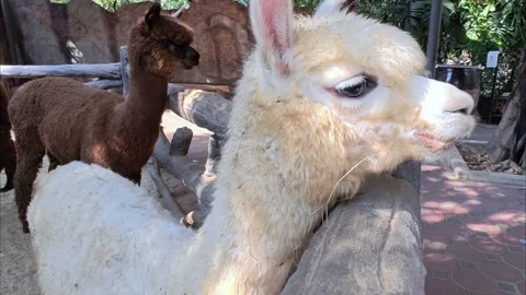 Close-up portrait of a white llama looking around. Petting zoo, llama farm. Stock Footage 304756741