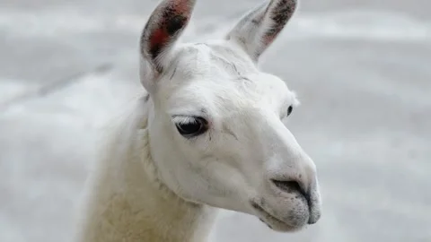 A close up portrait of a white llama with upright ears and calm expression Stock Footage 325791199