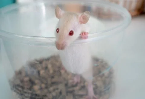 Close-up portrait of a white mouse. The mouse stands on two legs in a bank an Stock Photos