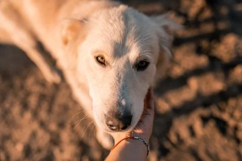 Close up portrait of white muzzle alabai dog in sunset Stock Photos