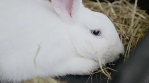 Close-up portrait of a white rabbit with blue eyes in a cage Stock Footage 194479566