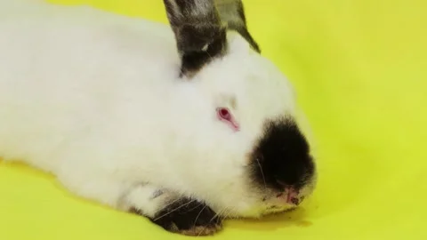 Close-up portrait of a white rabbit isolated on a yellow background Stock Footage 233273930