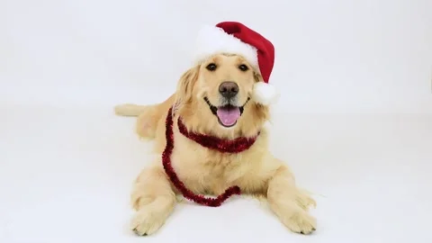 Close up portrait of white retriever dog in Christmas Santa hat on white bac Stock Footage 144635189