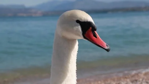 Close-up portrait of a white swan head looking directly at the camera. Detailed  Stock Footage 323710833
